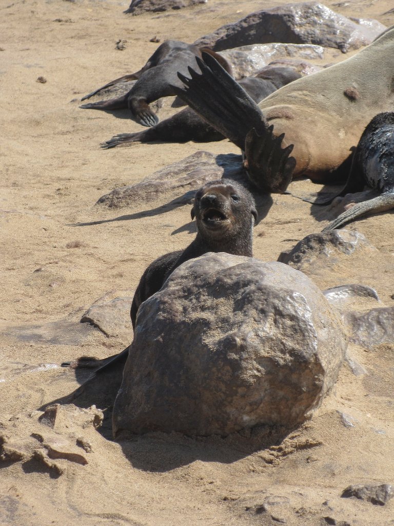 06-Cape Cross baby seal.jpg - Cape Cross baby seal